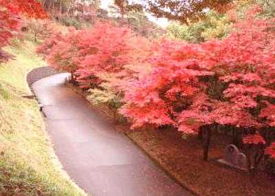 足利織姫公園の紅葉