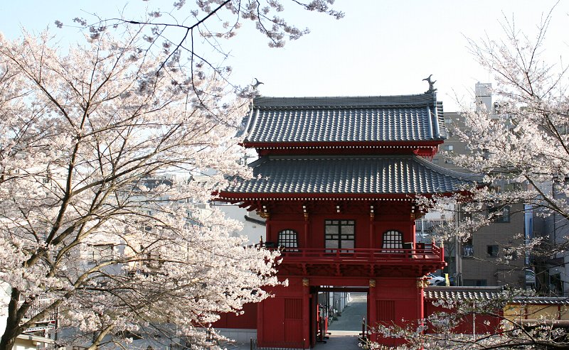 慈光寺の桜