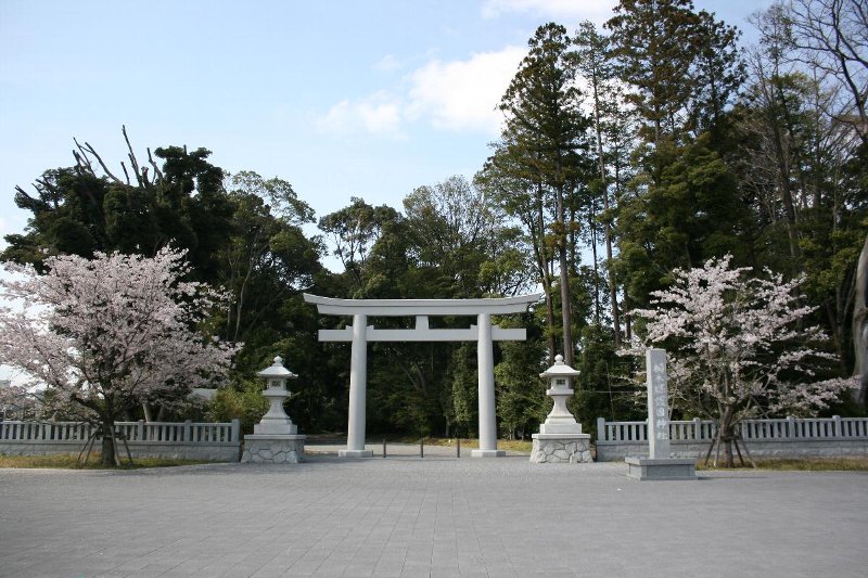 護国神社の桜