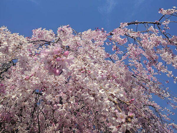 釜川の桜写真