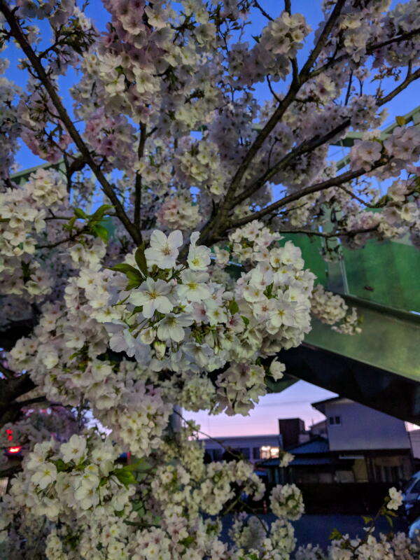 新川のお花見・夜桜