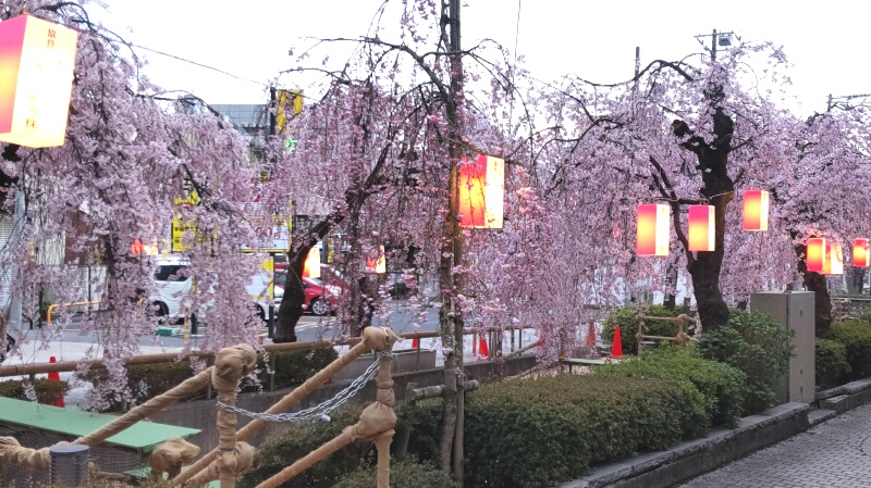 釜川の桜の小路写真