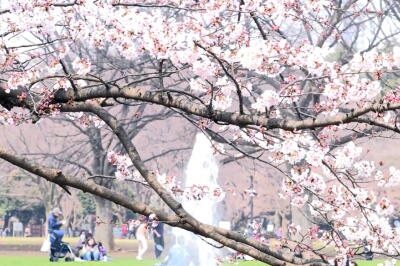 代々木公園のお花見・桜