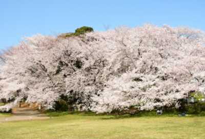 砧公園のお花見・桜