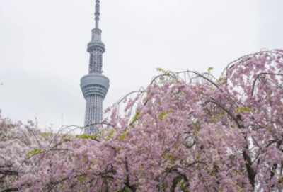 墨田公園のお花見・桜
