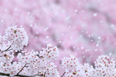 東京都のさくらまつり桜