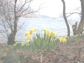 daffs0574.jpg