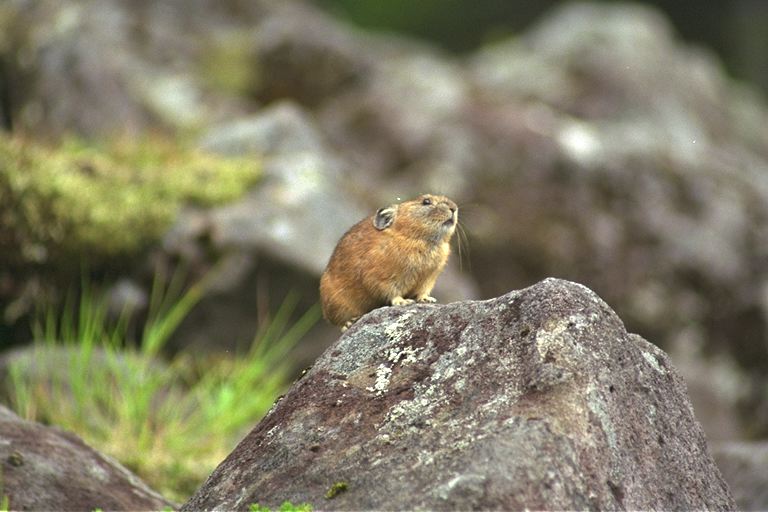 OEG: Ecology- Pika: Pika Ecology